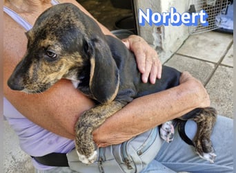 Norbert, 04/26 - sucht ein behütetes Zuhause