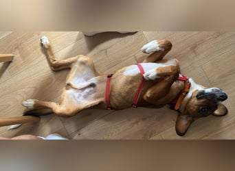 Ernst, 03/26 - drolliger Bub sucht Familie