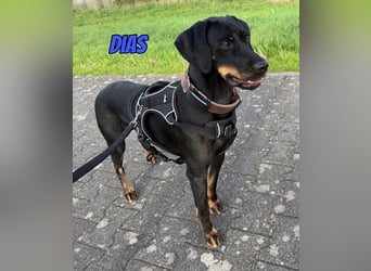 Dias, 03/25 - Traumhund sucht Familie!