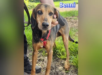 Benni, 04/17 - ruhiger Senior sucht wegen Krankheit ein neues Zuhause