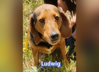 Ludwig, 12/20 - wartet in 41236 Mönchengladbach