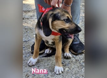 Nana, 04/26 - sucht ein liebevolles Zuhause