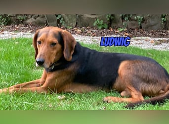 Ludwig, 12/20 - wartet in 41236 Mönchengladbach