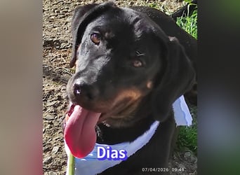 Dias, 03/25 - Traumhund sucht Familie!