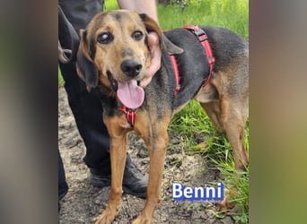 Benni, 04/17 - ruhiger Senior sucht wegen Krankheit ein neues Zuhause