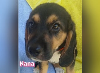 Nana, 04/26 - sucht ein liebevolles Zuhause