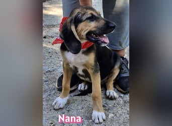 Nana, 04/26 - sucht ein liebevolles Zuhause