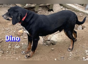 Dino, 01/24 - treues Schlappohr sucht Familie