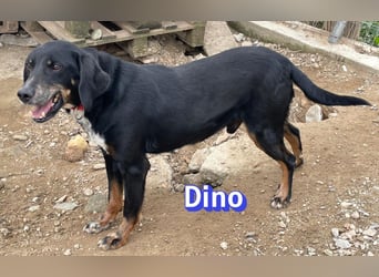 Dino, 01/24 - treues Schlappohr sucht Familie