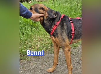 Benni, 04/17 - ruhiger Senior sucht wegen Krankheit ein neues Zuhause