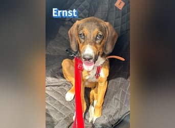 Ernst, 03/26 - drolliger Bub sucht Familie