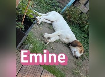Emine, 03/26 - aufgewecktes Mädel wartet in 40723 Hilden