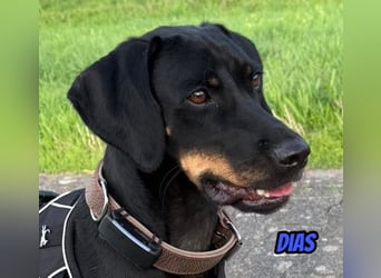 Dias, 03/25 - Traumhund sucht Familie!