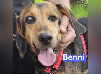 Benni, 04/17 - ruhiger Senior sucht wegen Krankheit ein neues Zuhause