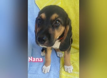 Nana, 04/26 - sucht ein liebevolles Zuhause