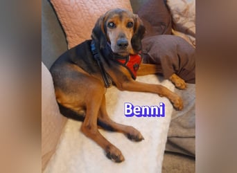 Benni, 04/17 - ruhiger Senior sucht wegen Krankheit ein neues Zuhause