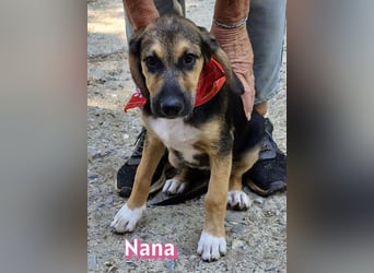 Nana, 04/26 - sucht ein liebevolles Zuhause
