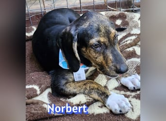 Norbert, 04/26 - sucht ein behütetes Zuhause