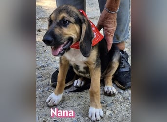 Nana, 04/26 - sucht ein liebevolles Zuhause