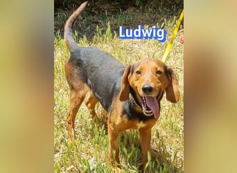 Ludwig, 12/20 - wartet in 41236 Mönchengladbach