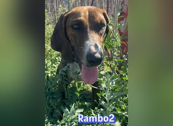 Rambo2, 06/25 - ein Kämpfer mit einem Herz aus Gold