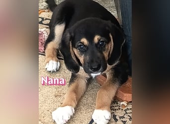 Nana, 04/26 - sucht ein liebevolles Zuhause