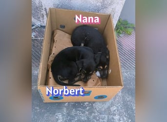 Nana, 04/26 - sucht ein liebevolles Zuhause