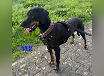 Dias, 03/25 - Traumhund sucht Familie!