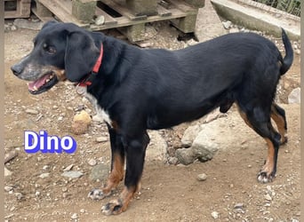 Dino, 01/24 - treues Schlappohr sucht Familie