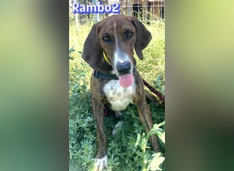 Rambo2, 06/25 - ein Kämpfer mit einem Herz aus Gold