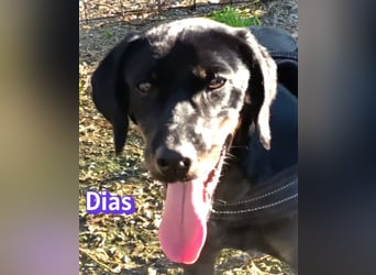 Dias, 03/25 - Traumhund sucht Familie!
