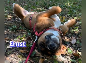 Ernst, 03/26 - drolliger Bub sucht Familie