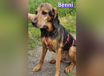 Benni, 04/17 - ruhiger Senior sucht wegen Krankheit ein neues Zuhause