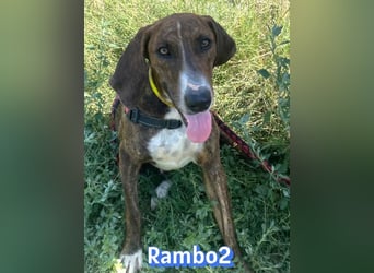 Rambo2, 06/25 - ein Kämpfer mit einem Herz aus Gold