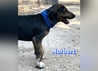 Norbert, 04/26 - sucht ein behütetes Zuhause