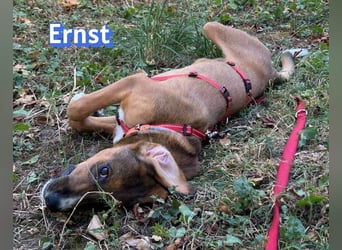Ernst, 03/26 - drolliger Bub sucht Familie