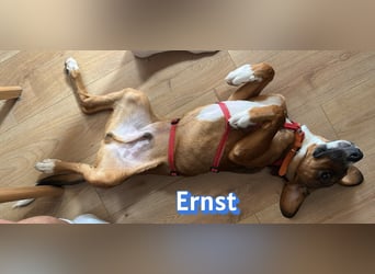 Ernst, 03/26 - drolliger Bub sucht Familie
