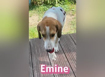 Emine, 03/26 - aufgewecktes Mädel wartet in 40723 Hilden