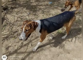 Lulu - Aktive und menschenbezogene Hündin