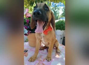 Erwin, 03/26 - süßer Bub sucht Familie