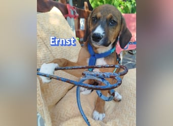Ernst, 03/26 - drolliges Kerlchen sucht Familie