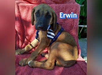 Erwin, 03/26 - süßer Bub sucht Familie