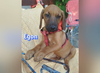 Egon, 03/26 - kleines Schlappohr sucht Familie