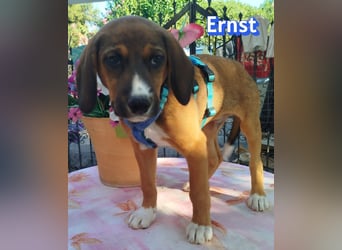 Ernst, 03/26 - drolliges Kerlchen sucht Familie