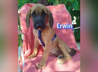 Erwin, 03/26 - süßer Bub sucht Familie