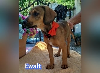 Ewalt, 03/26 - sanftes Seelchen sucht seine Menschen