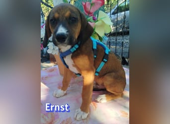 Ernst, 03/26 - drolliges Kerlchen sucht Familie