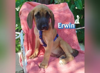 Erwin, 03/26 - süßer Bub sucht Familie