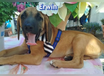 Erwin, 03/26 - süßer Bub sucht Familie