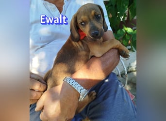 Ewalt, 03/26 - sanftes Seelchen sucht seine Menschen